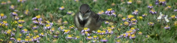 Birding